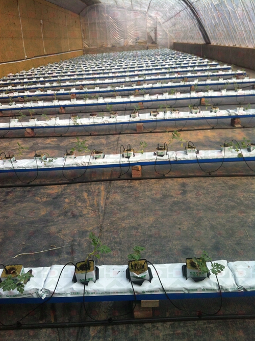 www.lowcarbonday.com